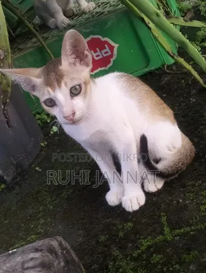 1-3 months Female Purebred Bengal