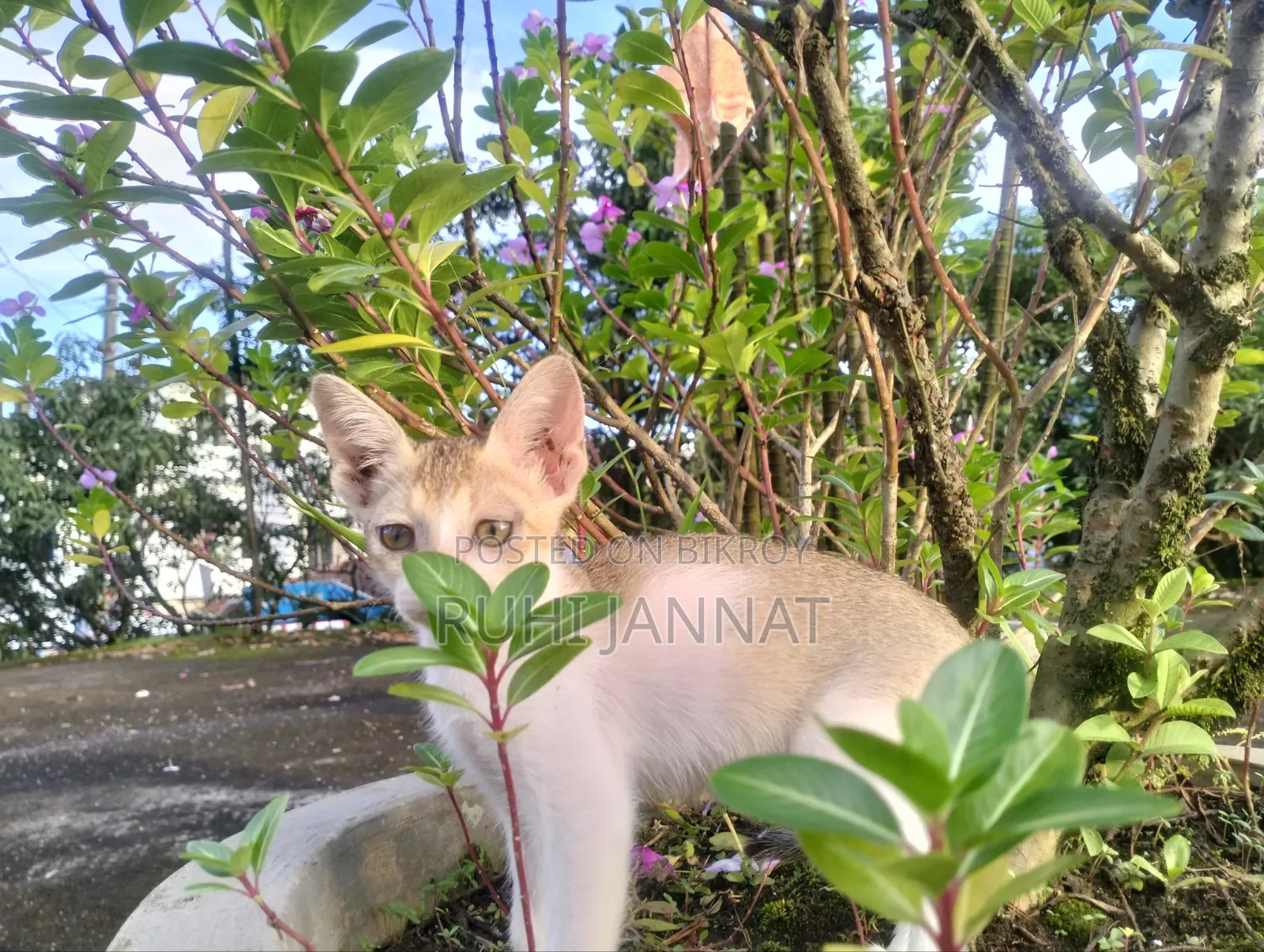 1-3 months Female Purebred Bengal