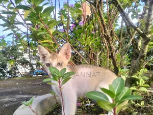 1-3 months Female Purebred Bengal