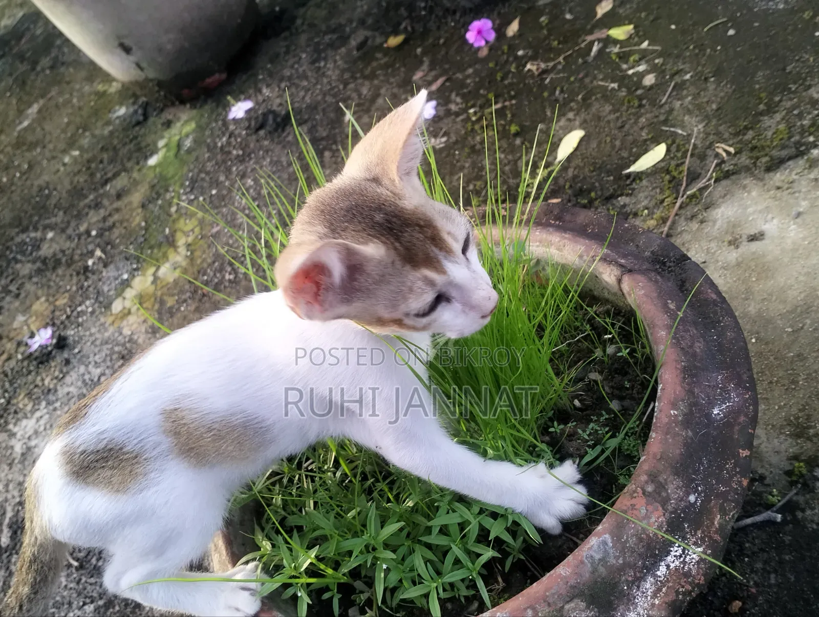 1-3 months Female Purebred Bengal