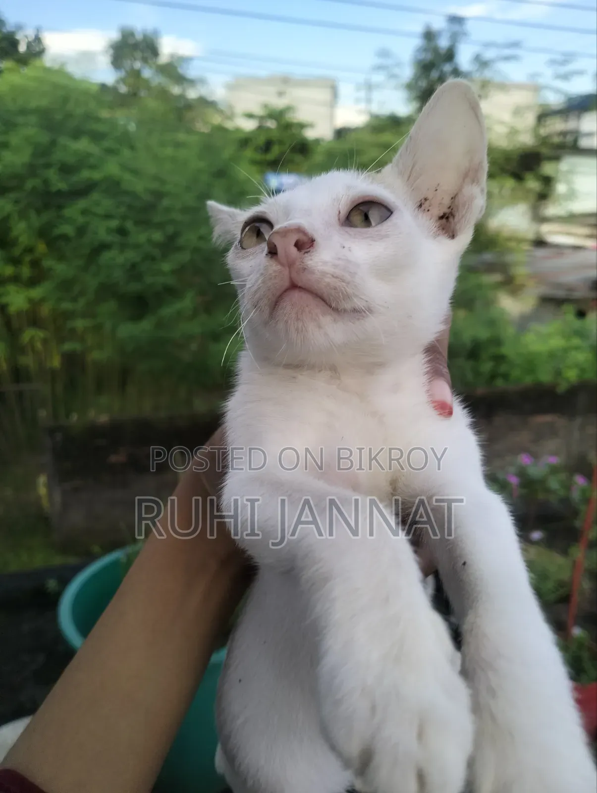 1-3 months Female Purebred Bengal