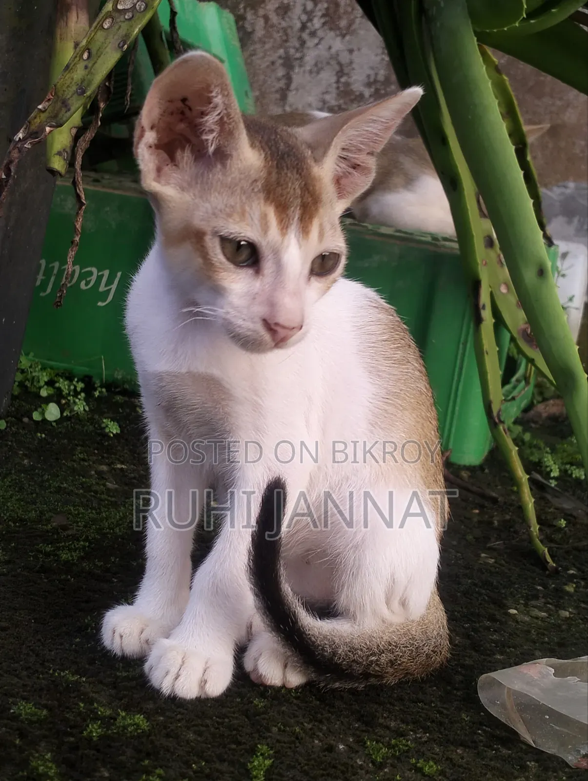 1-3 months Female Purebred Bengal