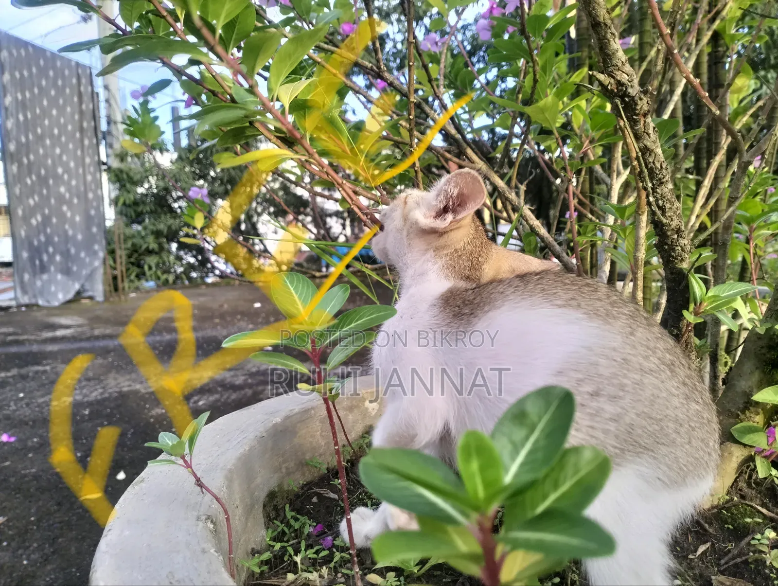1-3 months Female Purebred Bengal