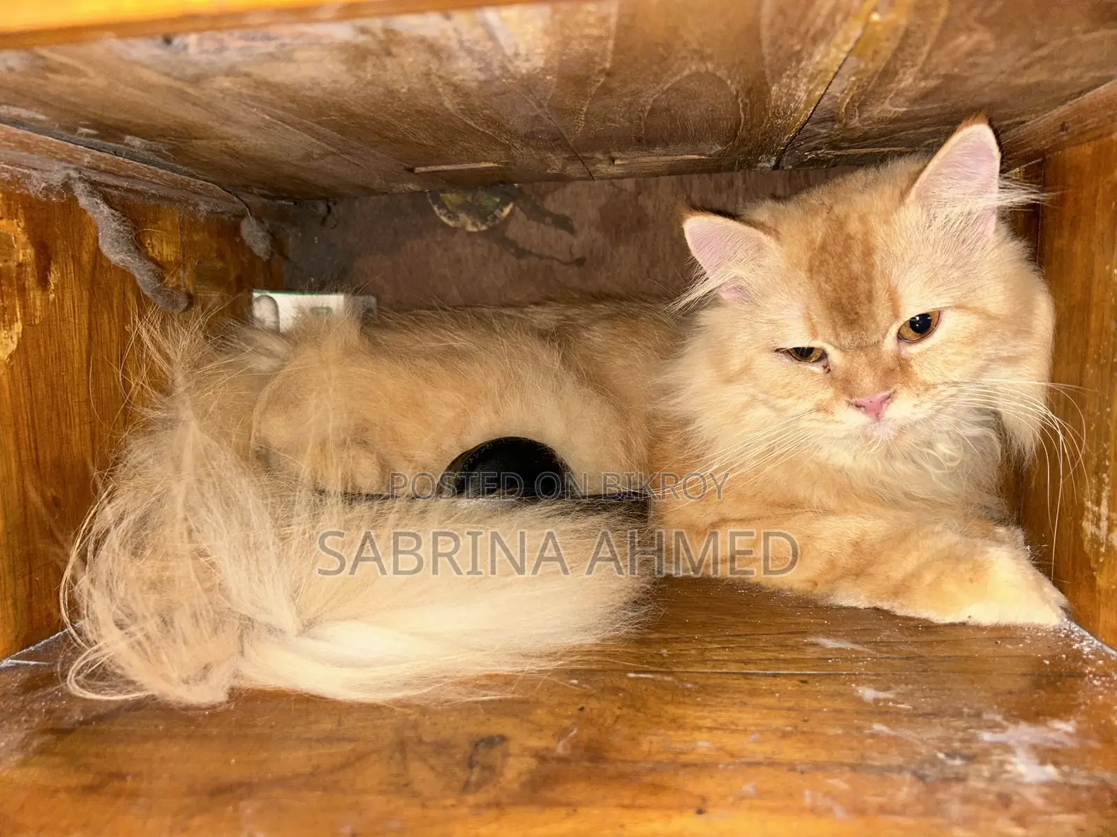 1+ year Male Purebred Persian