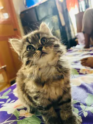 1-3 months Male Purebred Persian