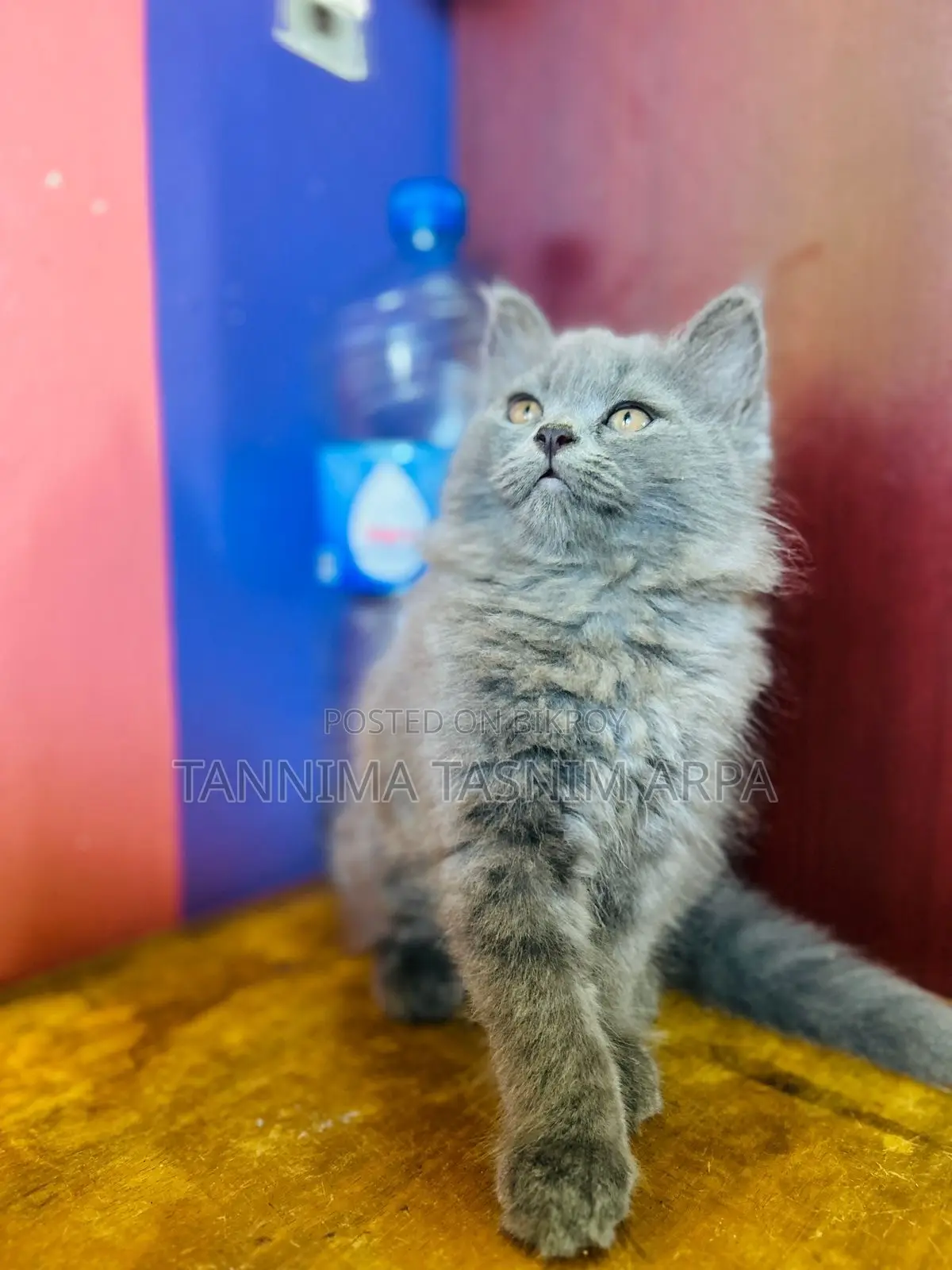1-3 months Male Purebred Persian