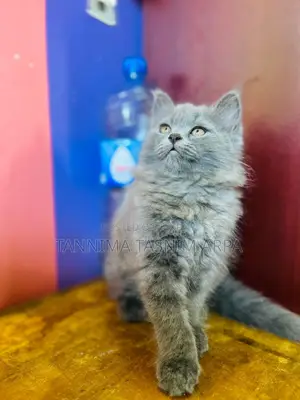 1-3 months Male Purebred Persian