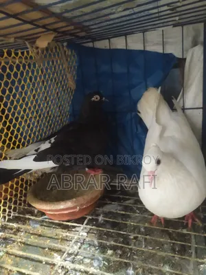 রানিং ফিমেল কবুতর লাগবে