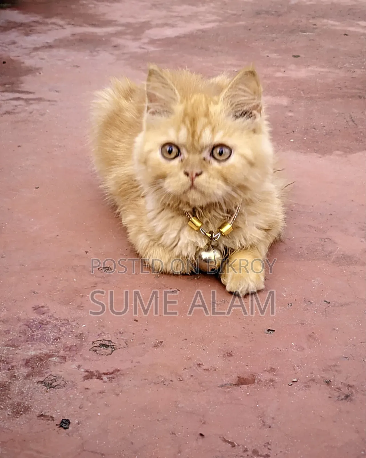1-3 months Male Purebred Persian