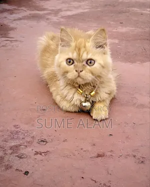 1-3 months Male Purebred Persian