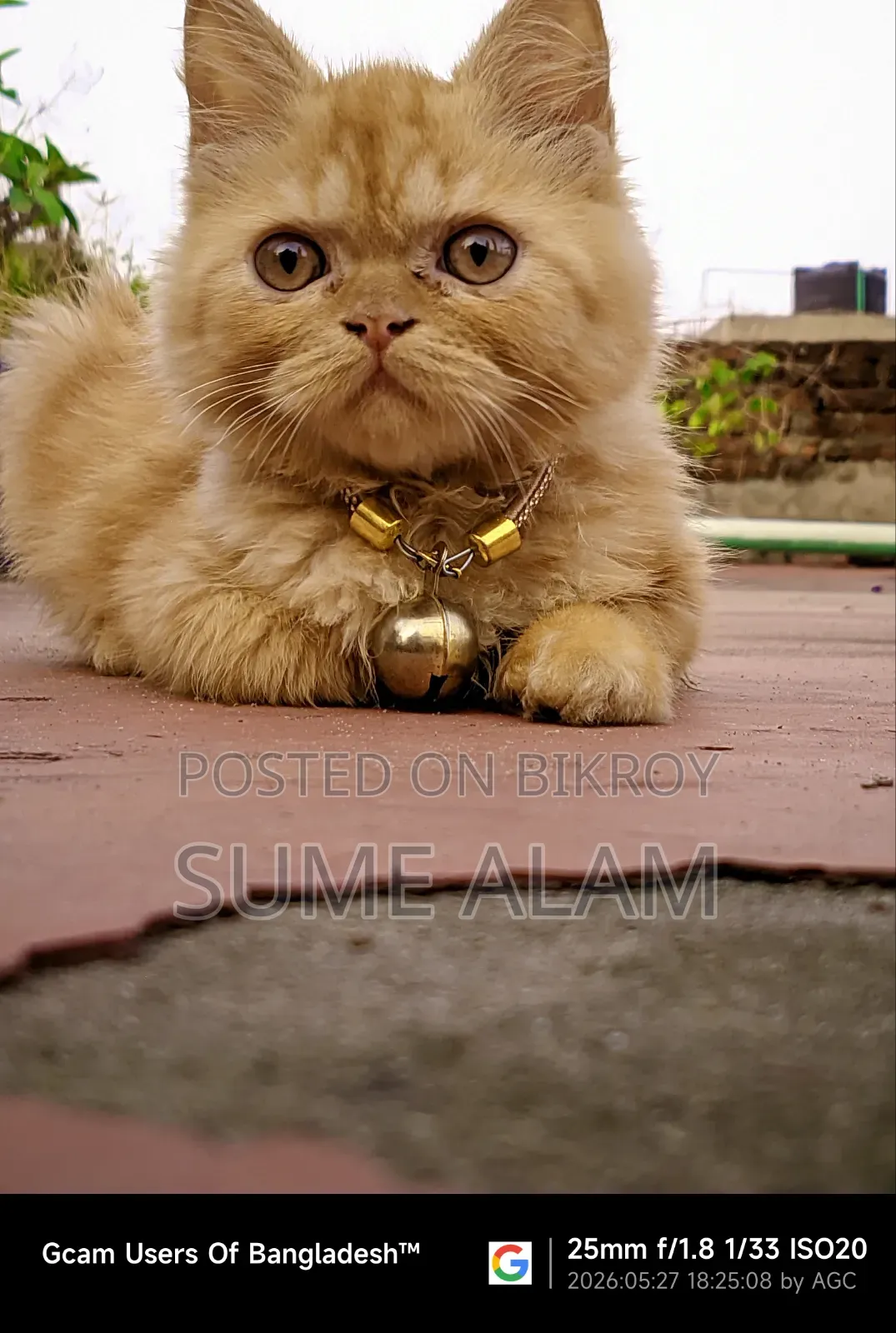 1-3 months Male Purebred Persian