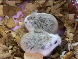 Robo Hamster Babies Male