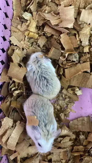 Robo Hamster Babies Male