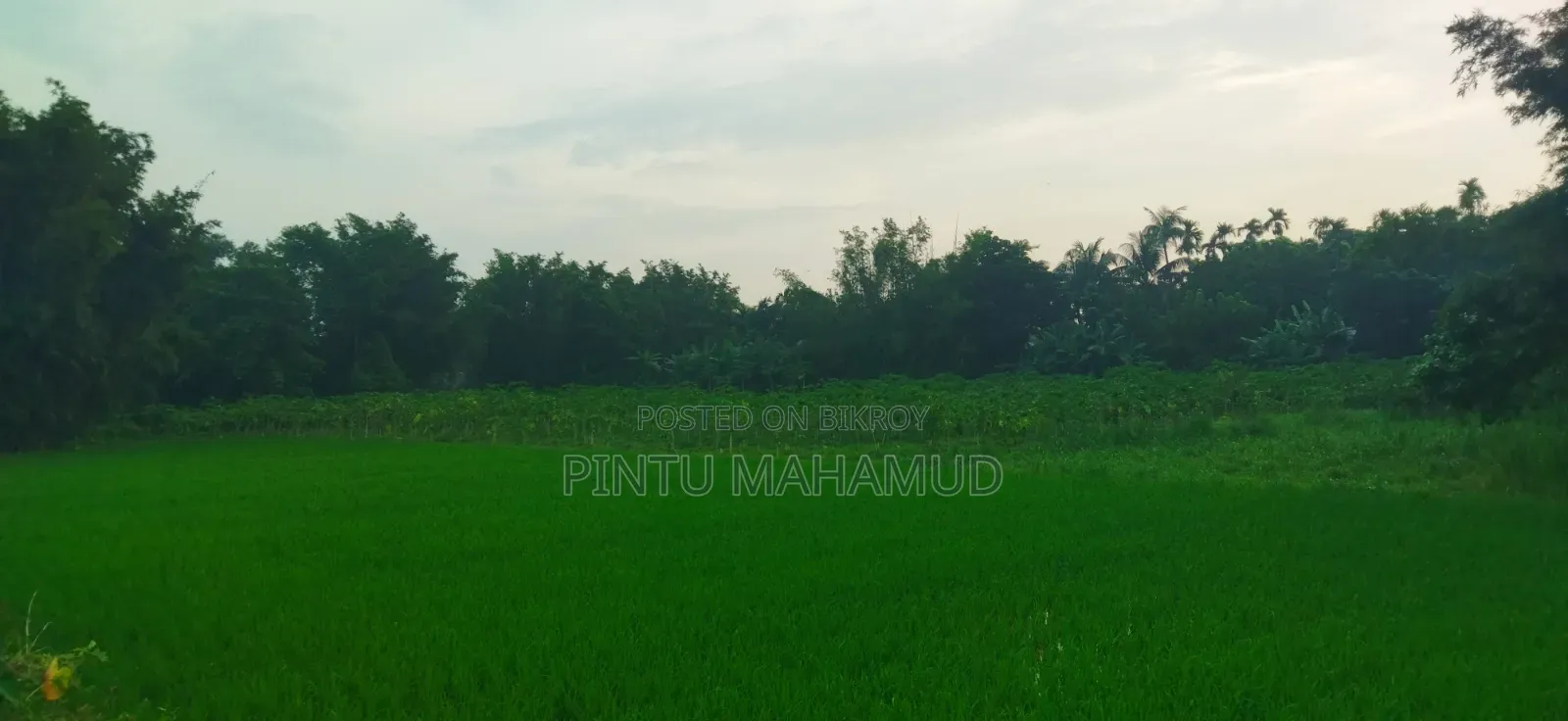 Land for Rent
