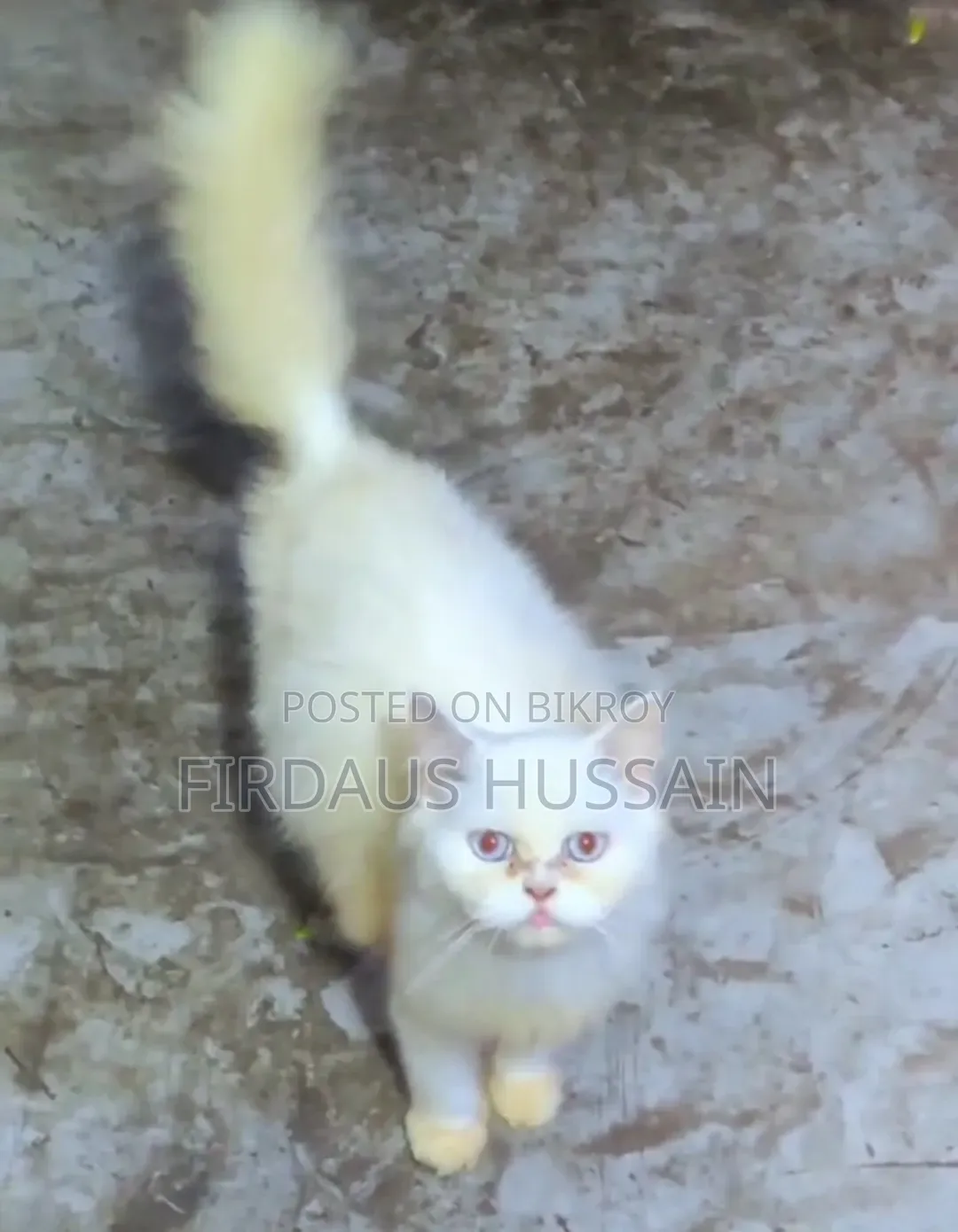 1+ year Female Purebred Persian