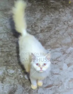 1+ year Female Purebred Persian