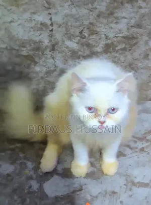 1+ year Female Purebred Persian