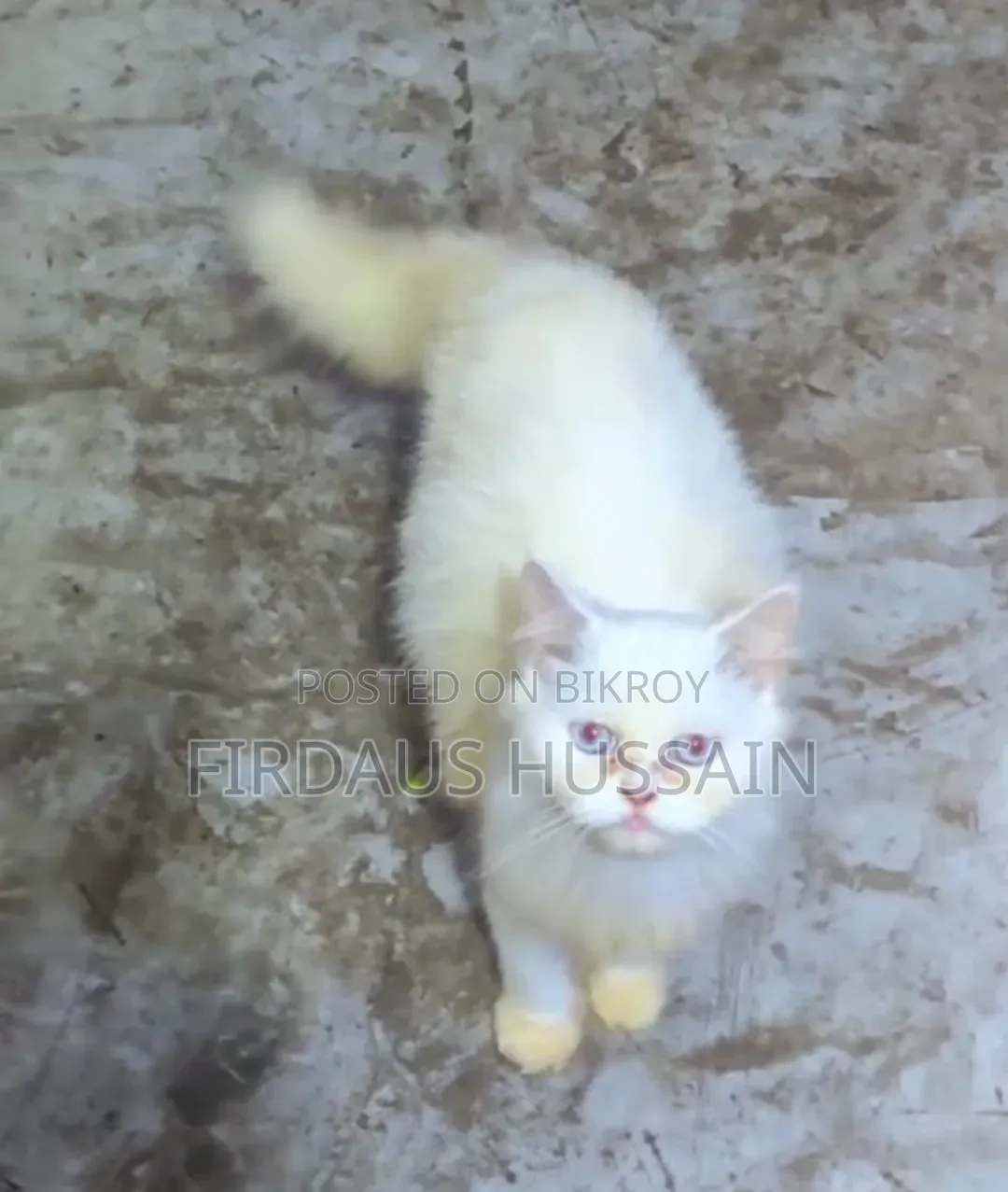 1+ year Female Purebred Persian