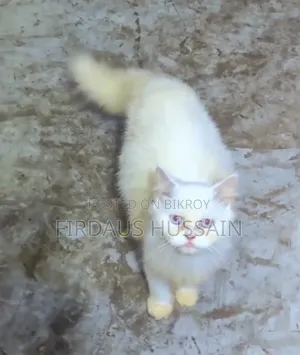 1+ year Female Purebred Persian