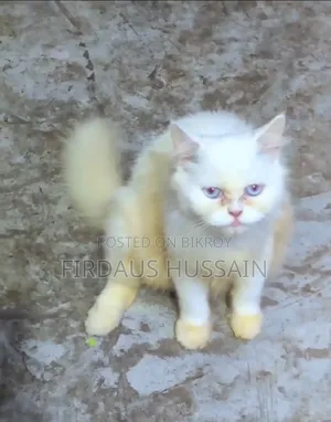1+ year Female Purebred Persian