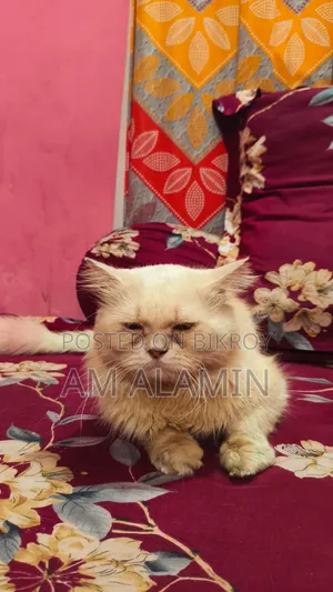 1+ year Female Purebred Persian
