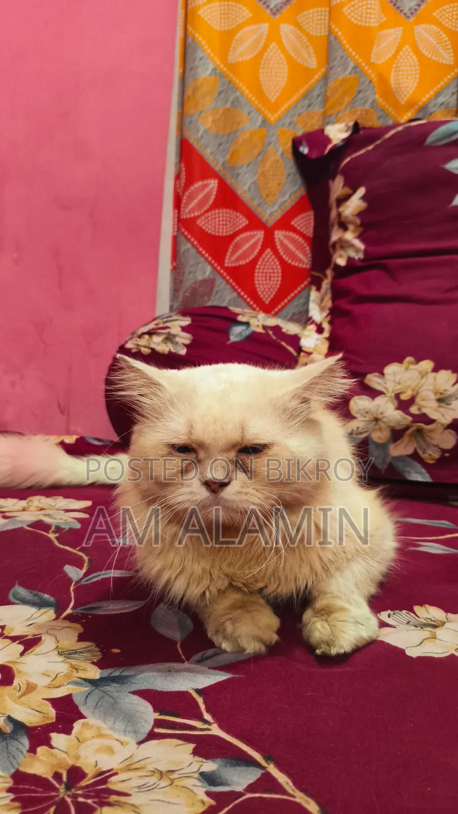 1+ year Female Purebred Persian