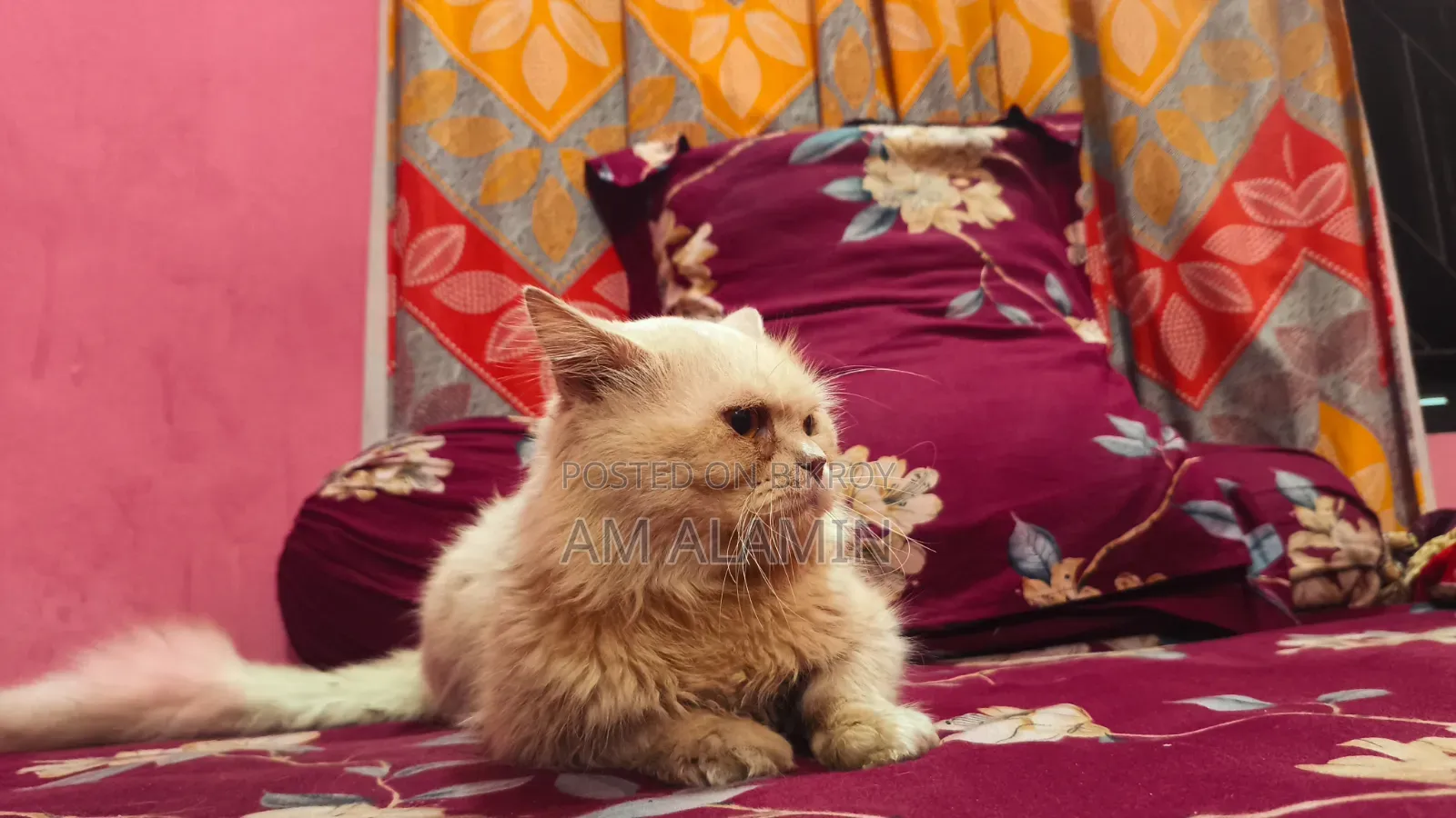 1+ year Female Purebred Persian