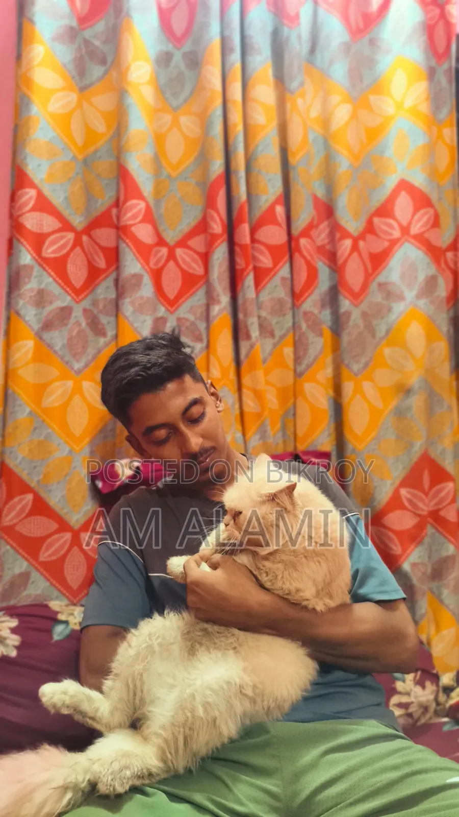 1+ year Female Purebred Persian