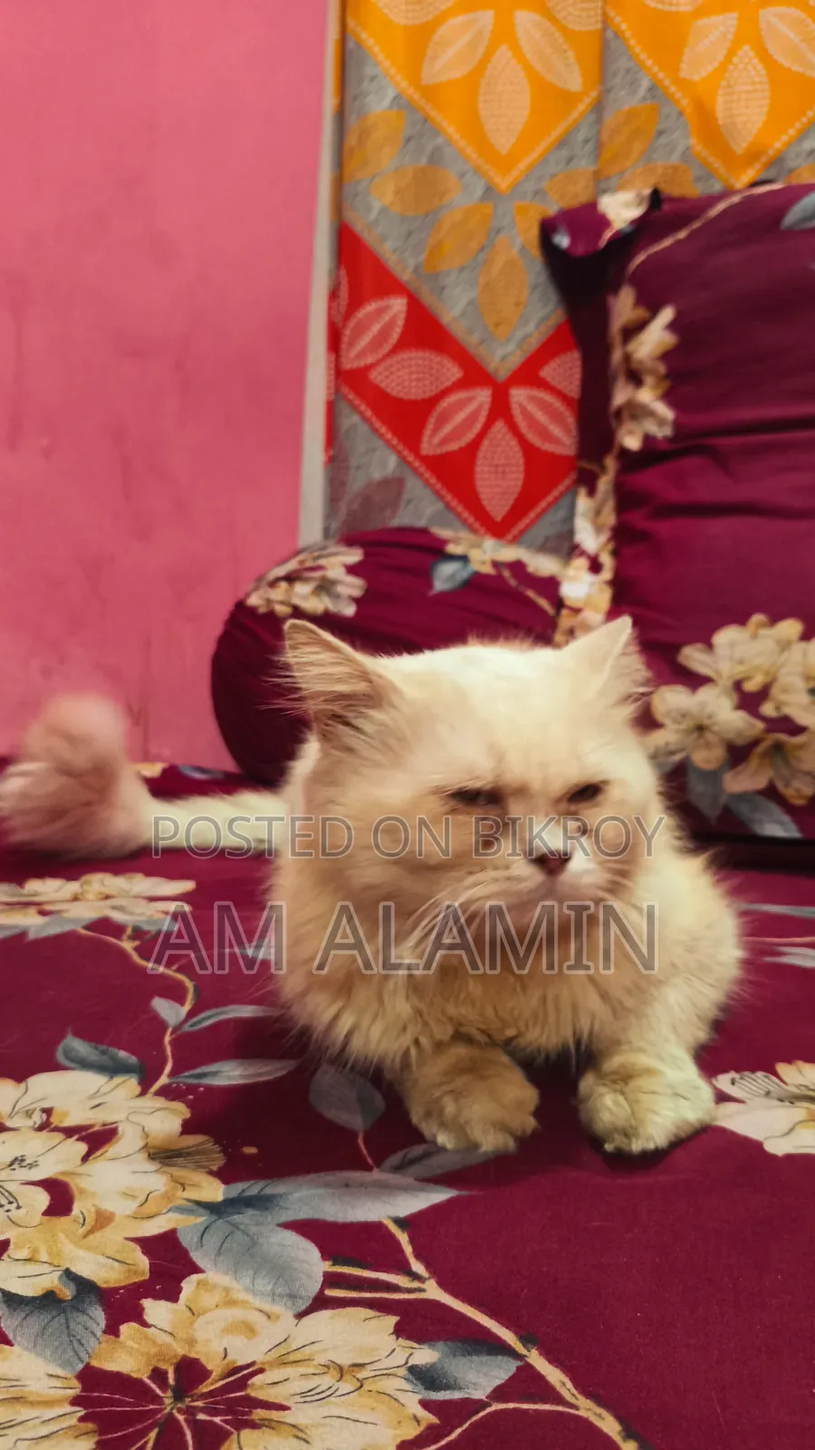 1+ year Female Purebred Persian