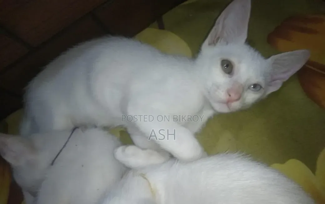 1-3 months Male Mixed Breed Cat