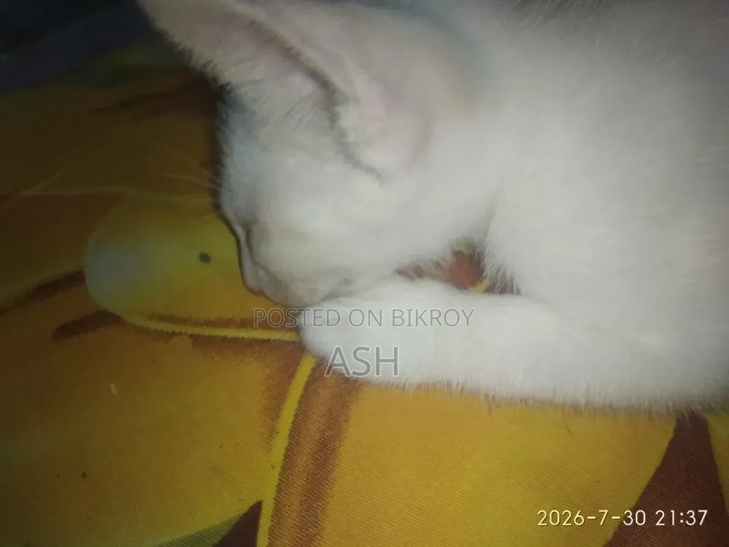 1-3 months Male Mixed Breed Cat