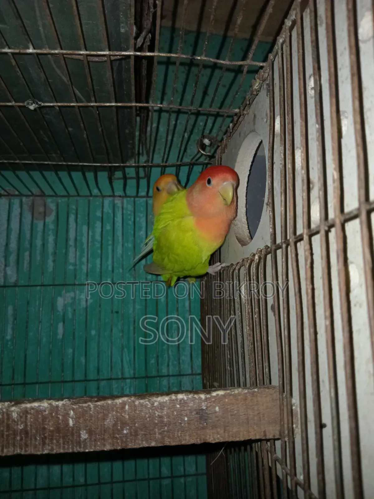 Lovebird  Running Jora
