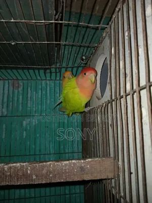 Lovebird  Running Jora