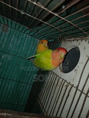 Lovebird  Running Jora