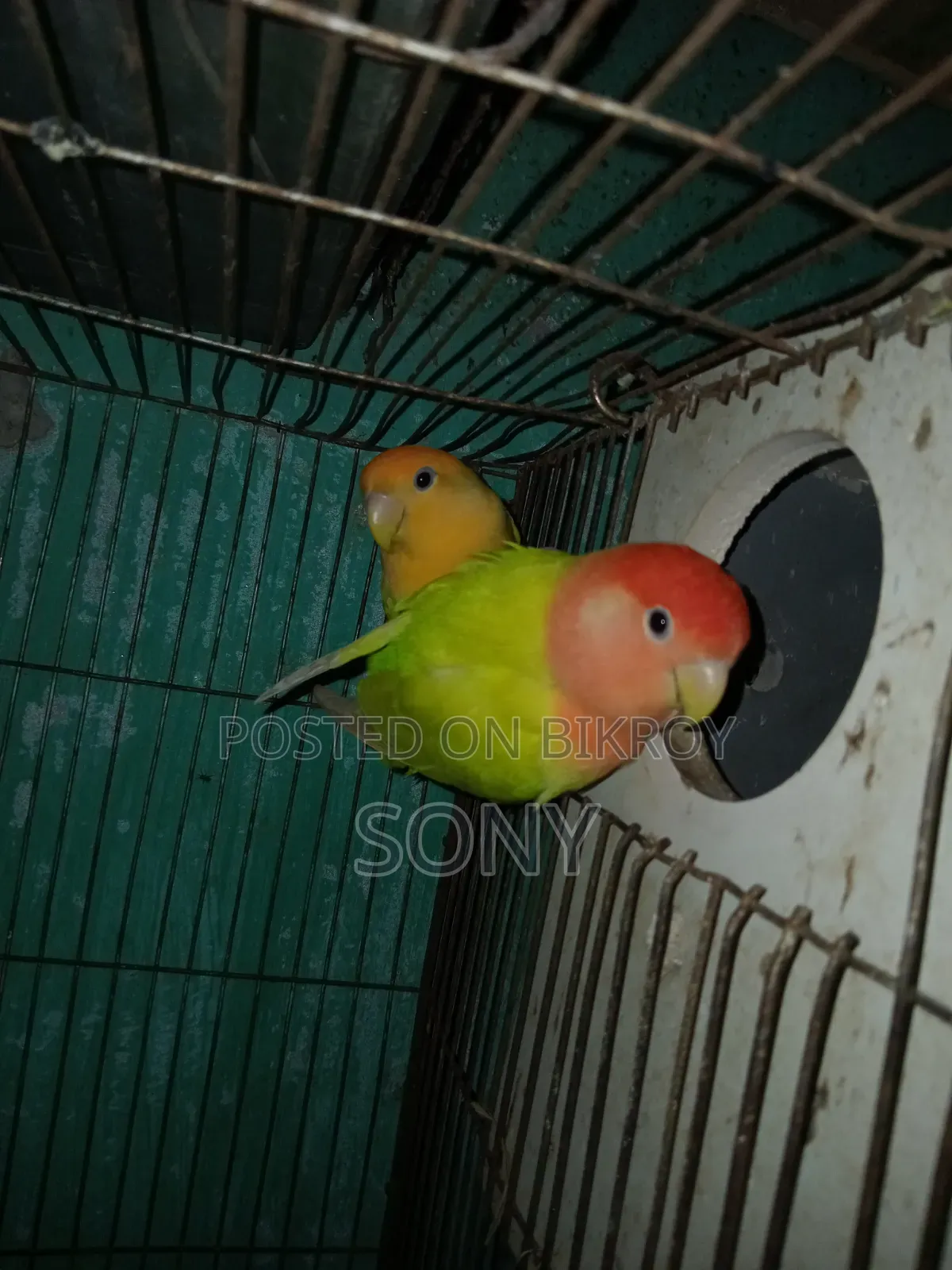 Lovebird  Running Jora
