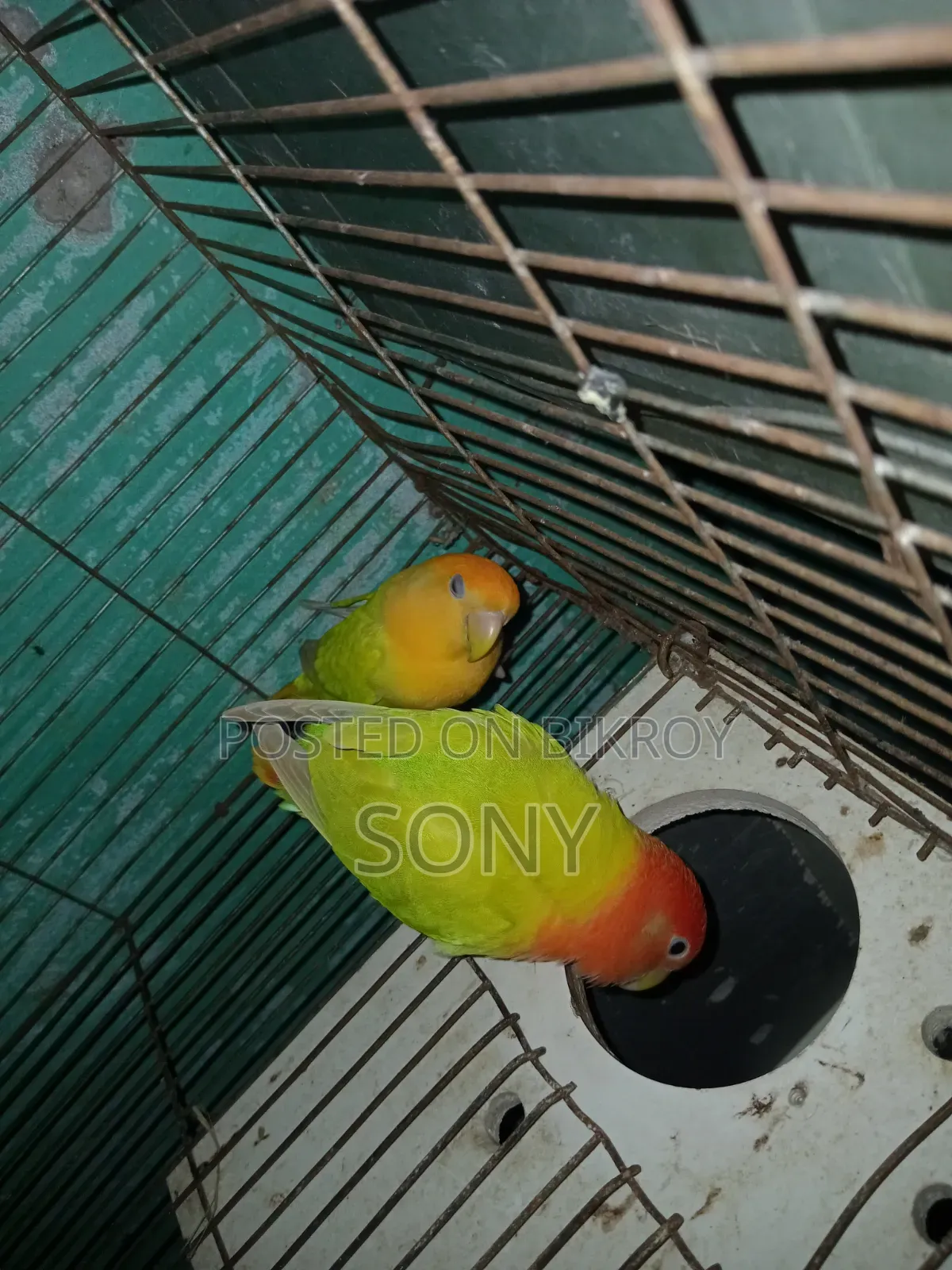 Lovebird  Running Jora