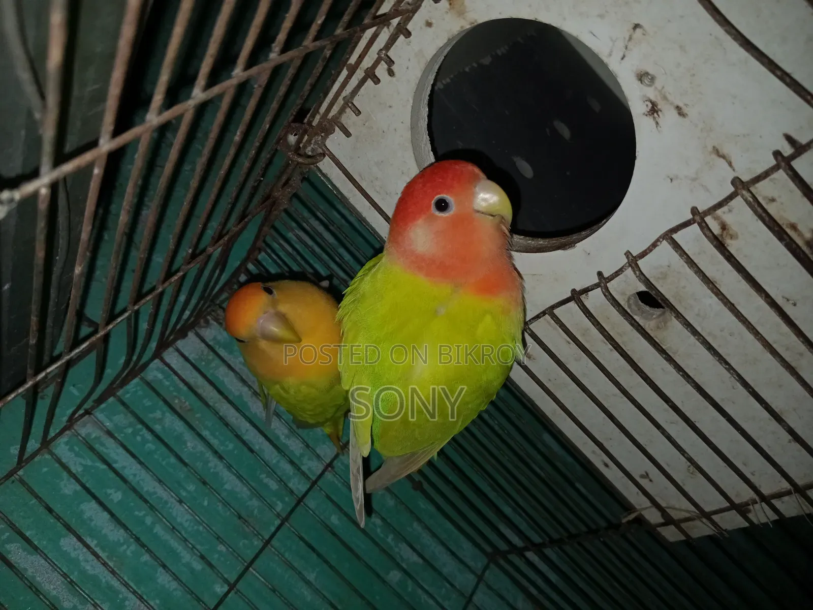 Lovebird  Running Jora