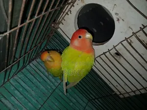 Lovebird  Running Jora