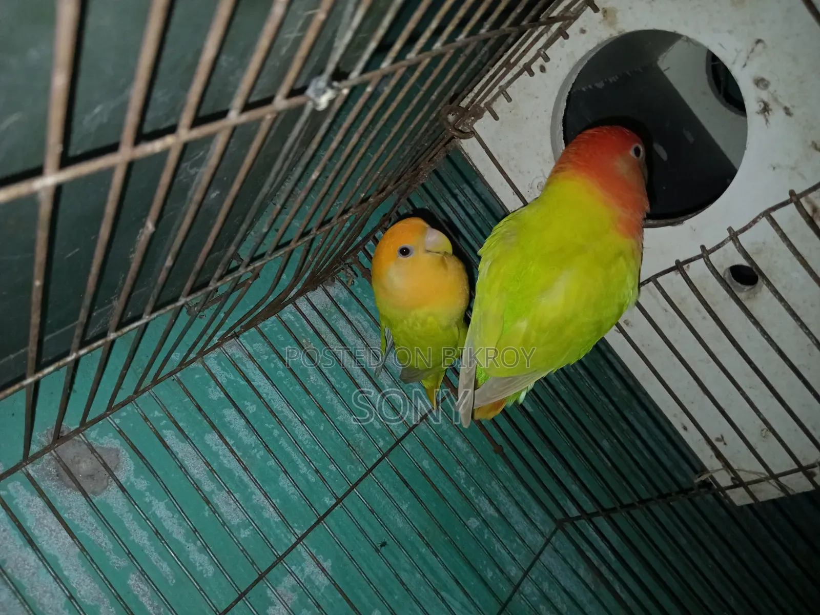 Lovebird  Running Jora