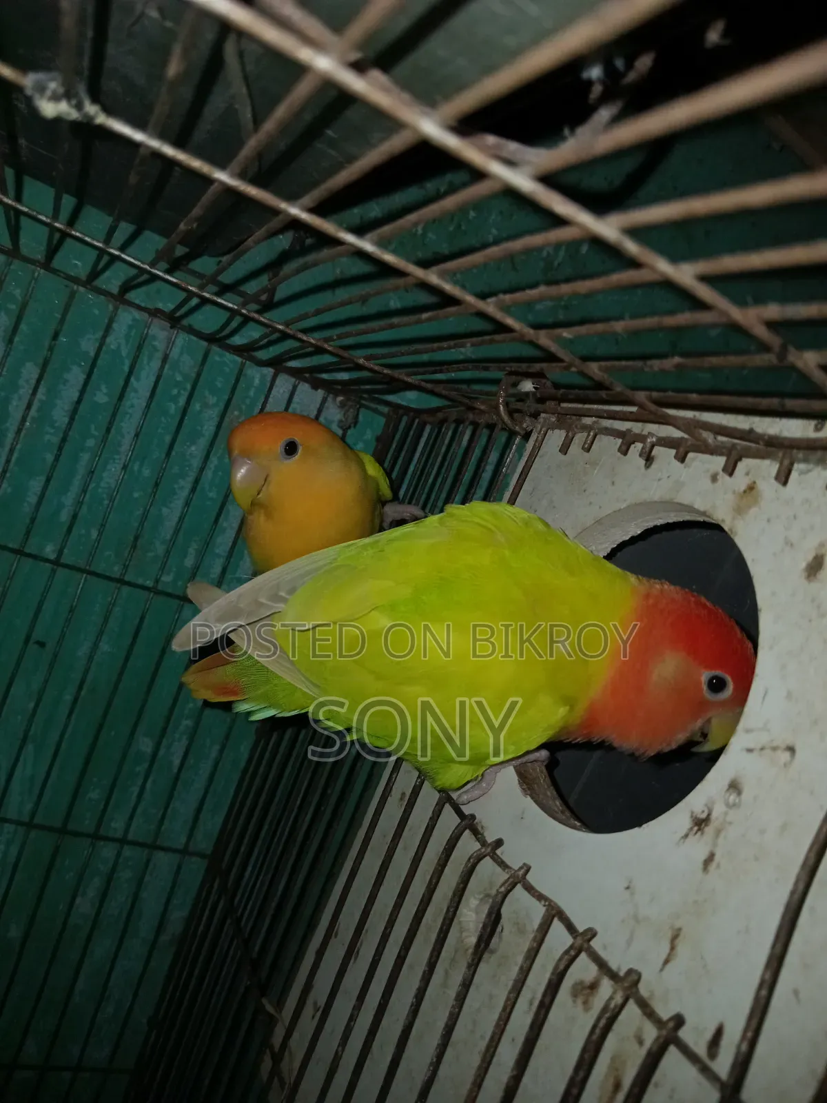 Lovebird  Running Jora