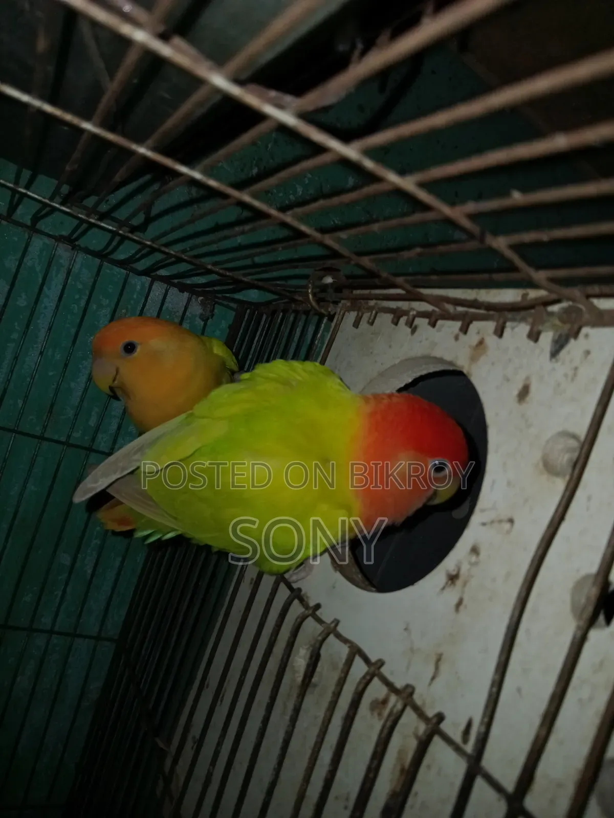 Lovebird  Running Jora