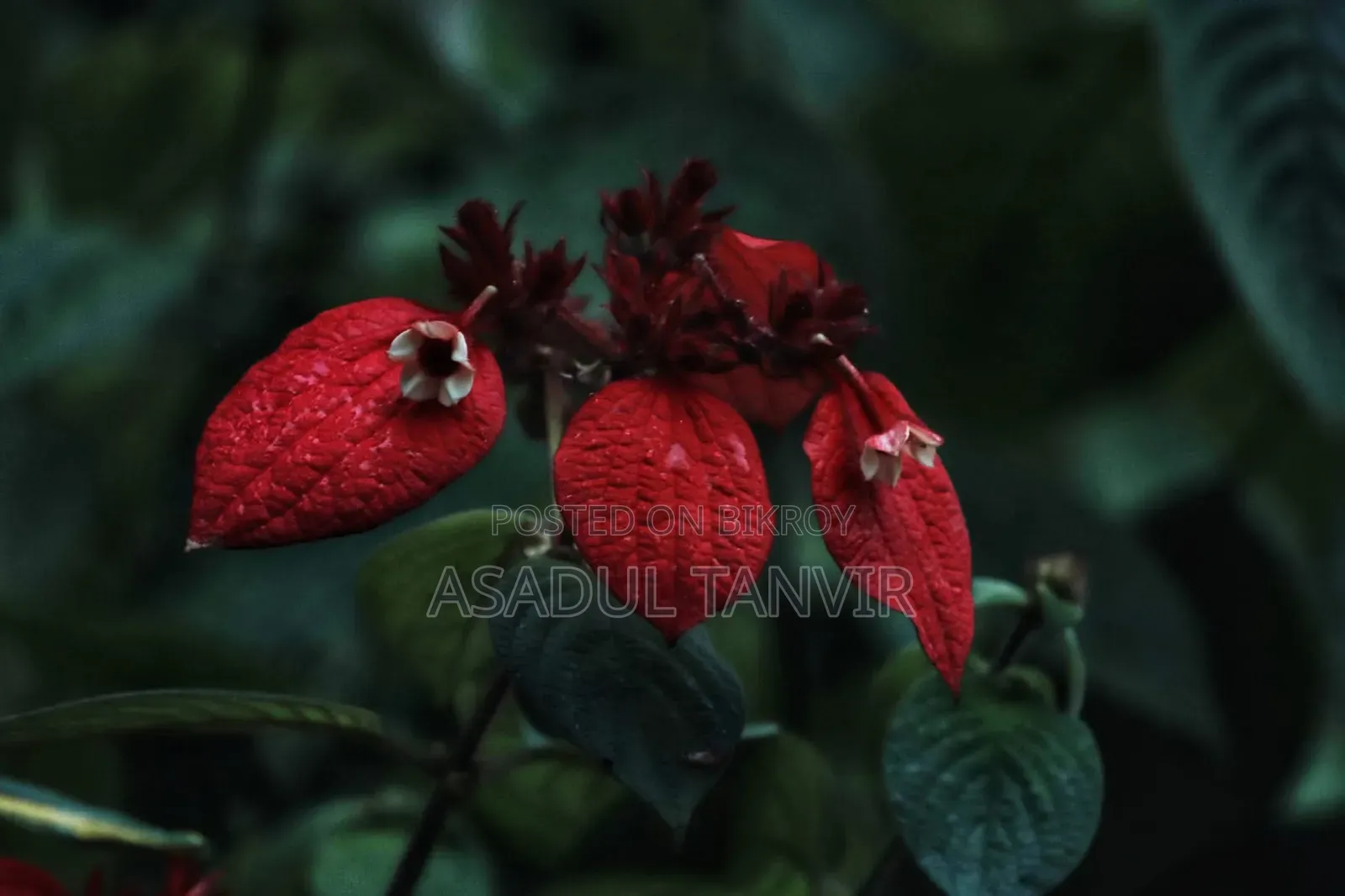 Canon Eos 800D