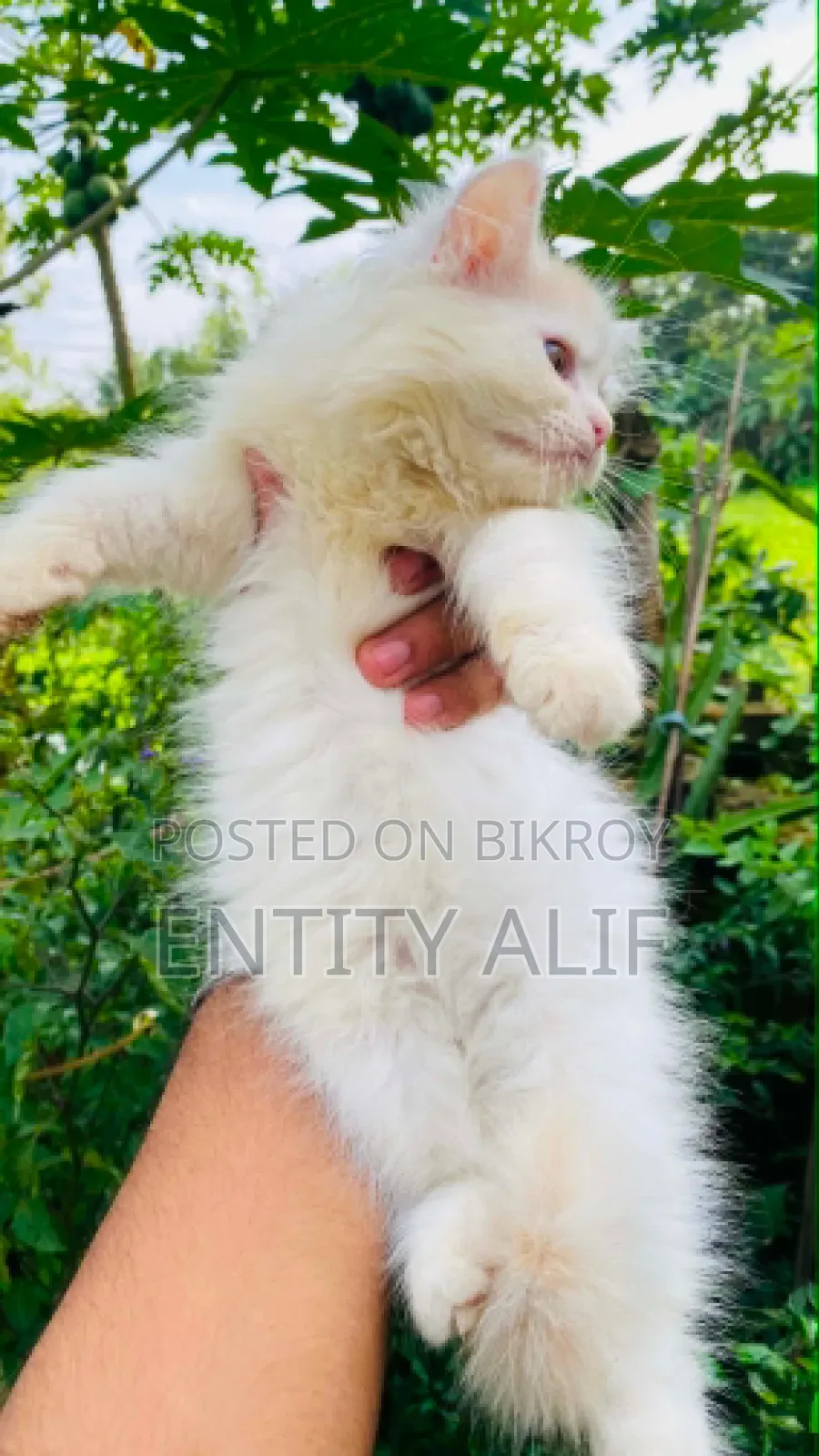 1-3 months Male Mixed Breed Persian