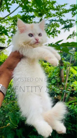 1-3 months Male Mixed Breed Persian