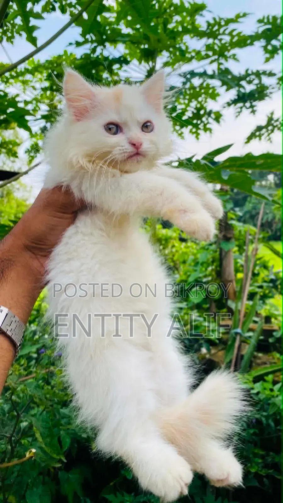 1-3 months Male Mixed Breed Persian