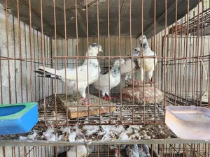 পাকিস্তানি হাইকোর্ট থার্টি ফাইভ