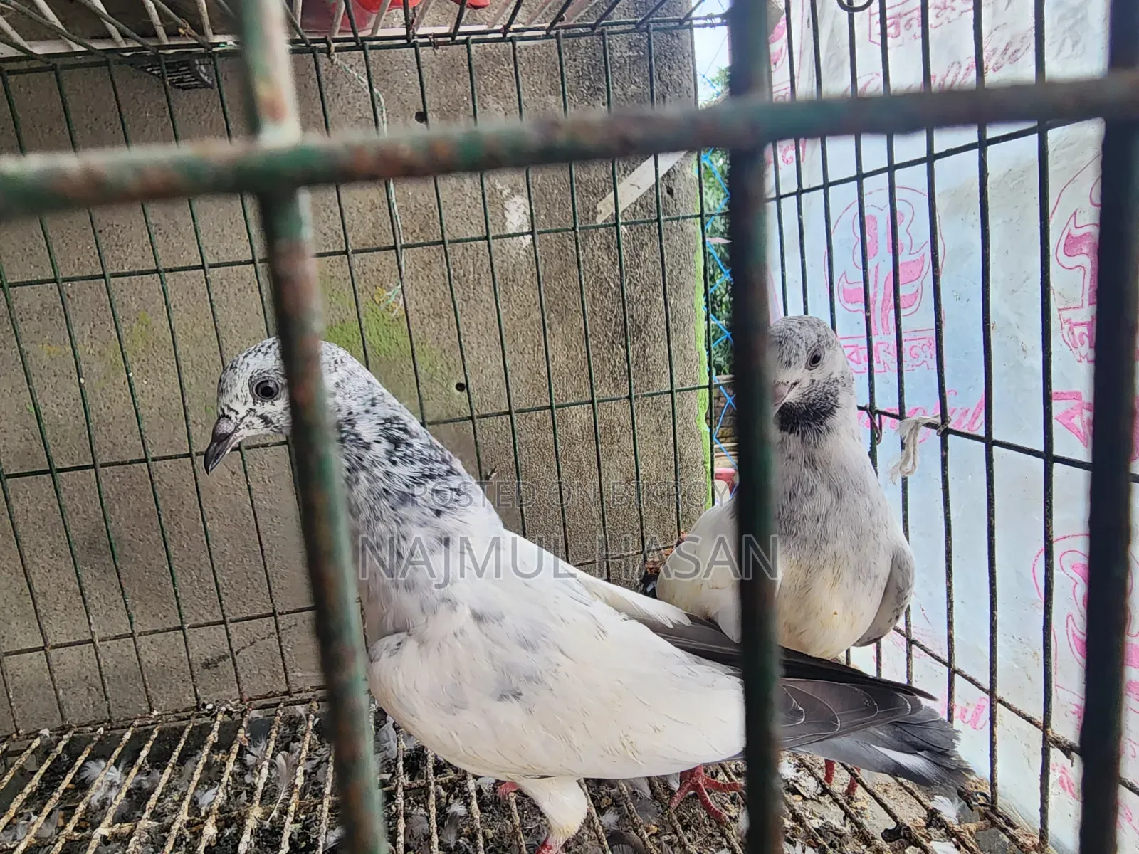 পাকিস্তানি হাইকোর্ট থার্টি ফাইভ