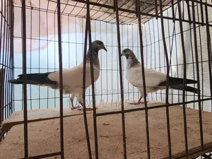 পাকিস্তানি হাইকোর্ট থার্টি ফাইভ
