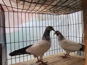 পাকিস্তানি হাইকোর্ট থার্টি ফাইভ