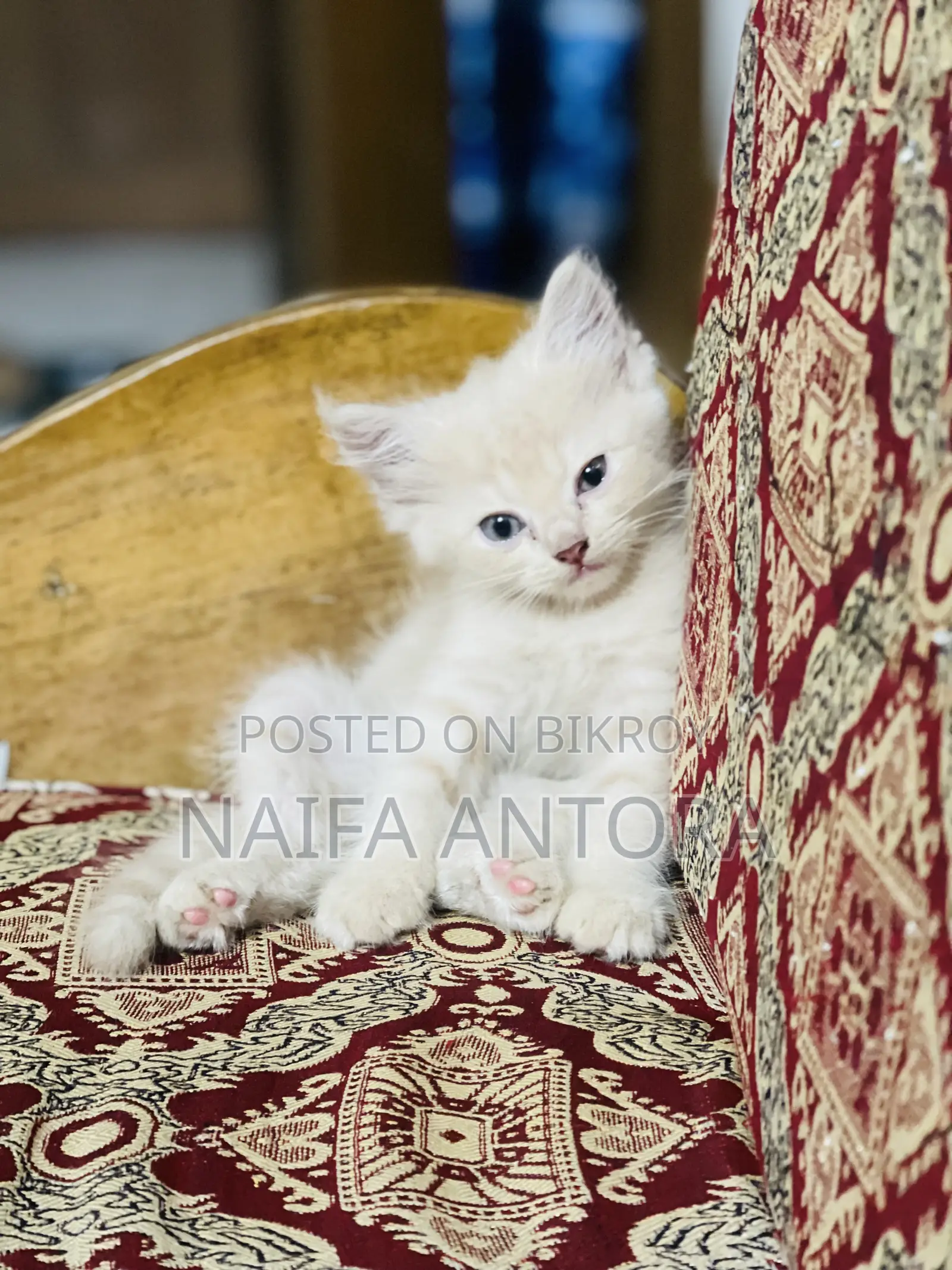 1-3 months Female Mixed Breed Persian